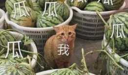 哪里可以吃娱乐圈瓜,揭秘明星们的幕后故事与幕后美食